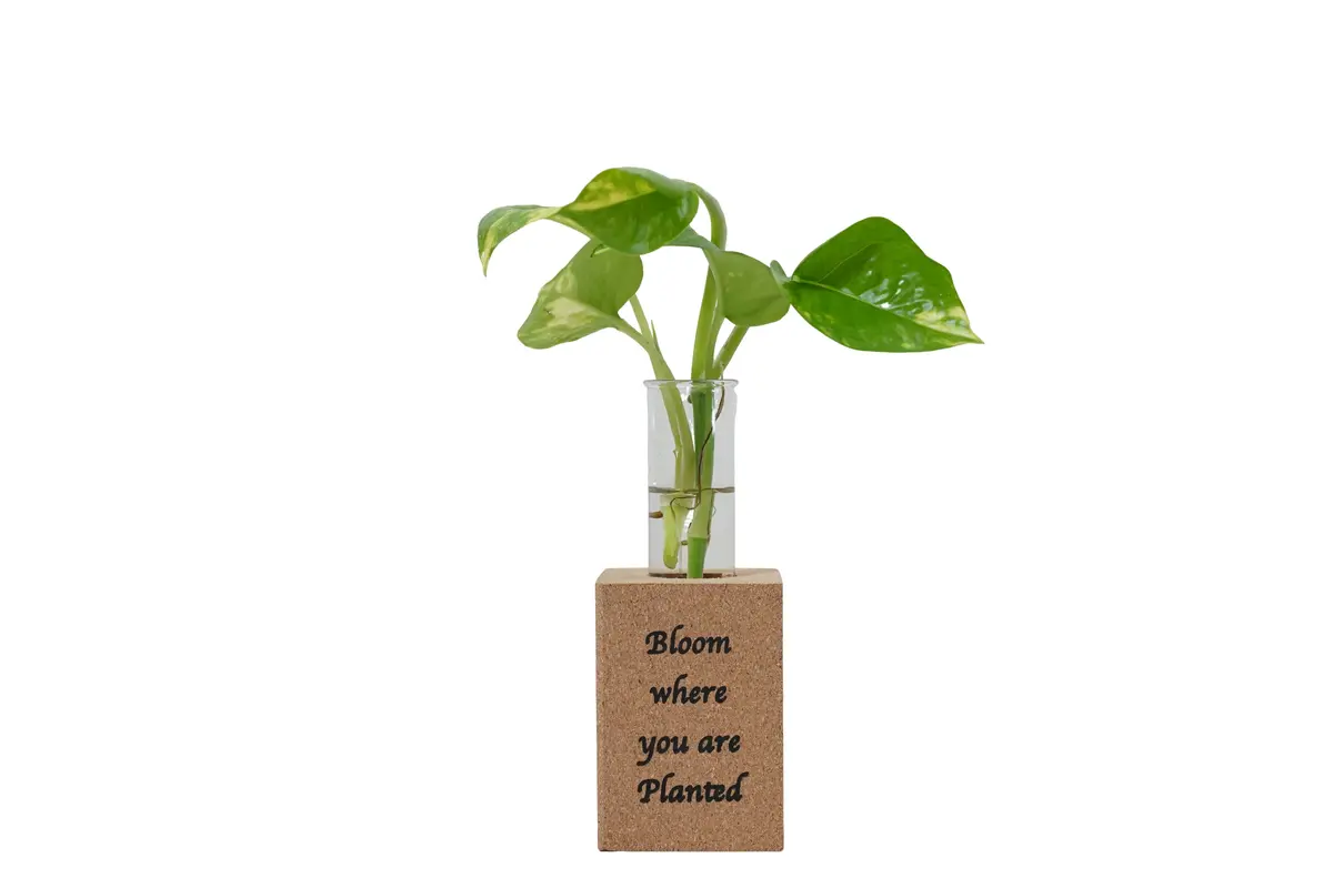 Fridge Magnet Planter Bloom Where Planted With Test Tube 1