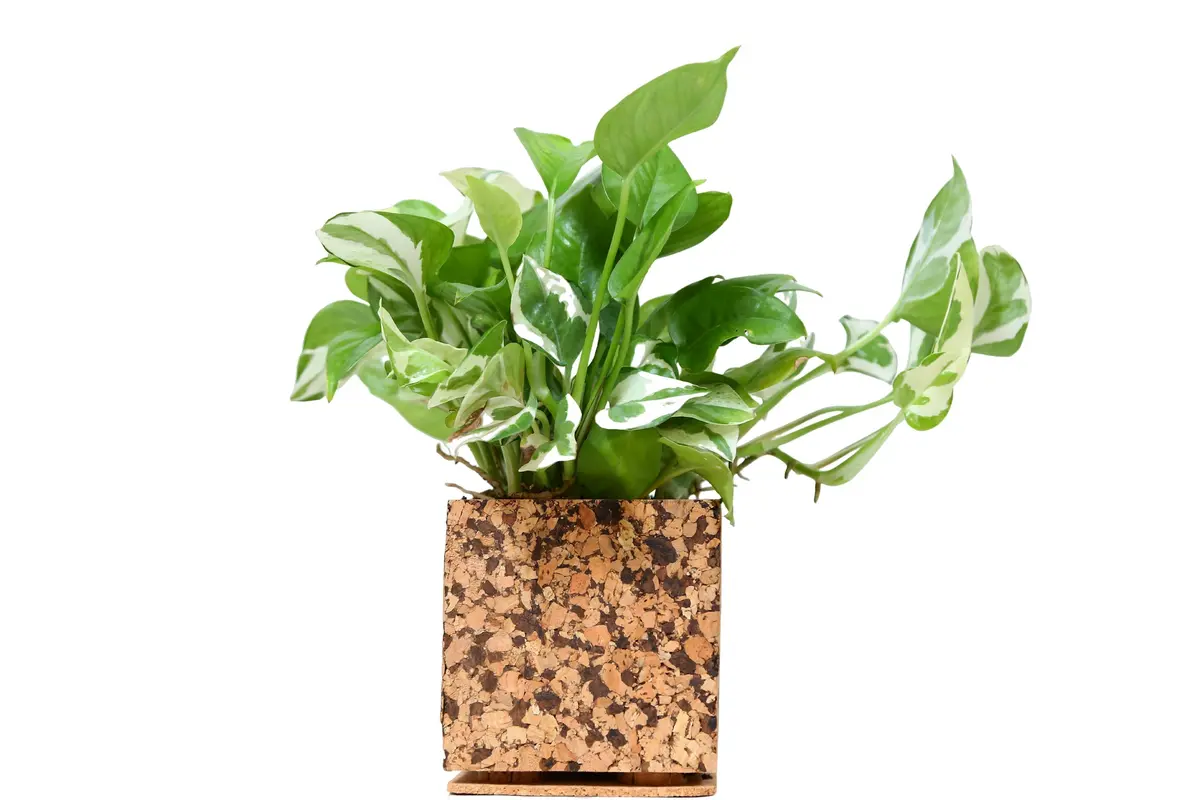 Chocochip Textured Planter 1