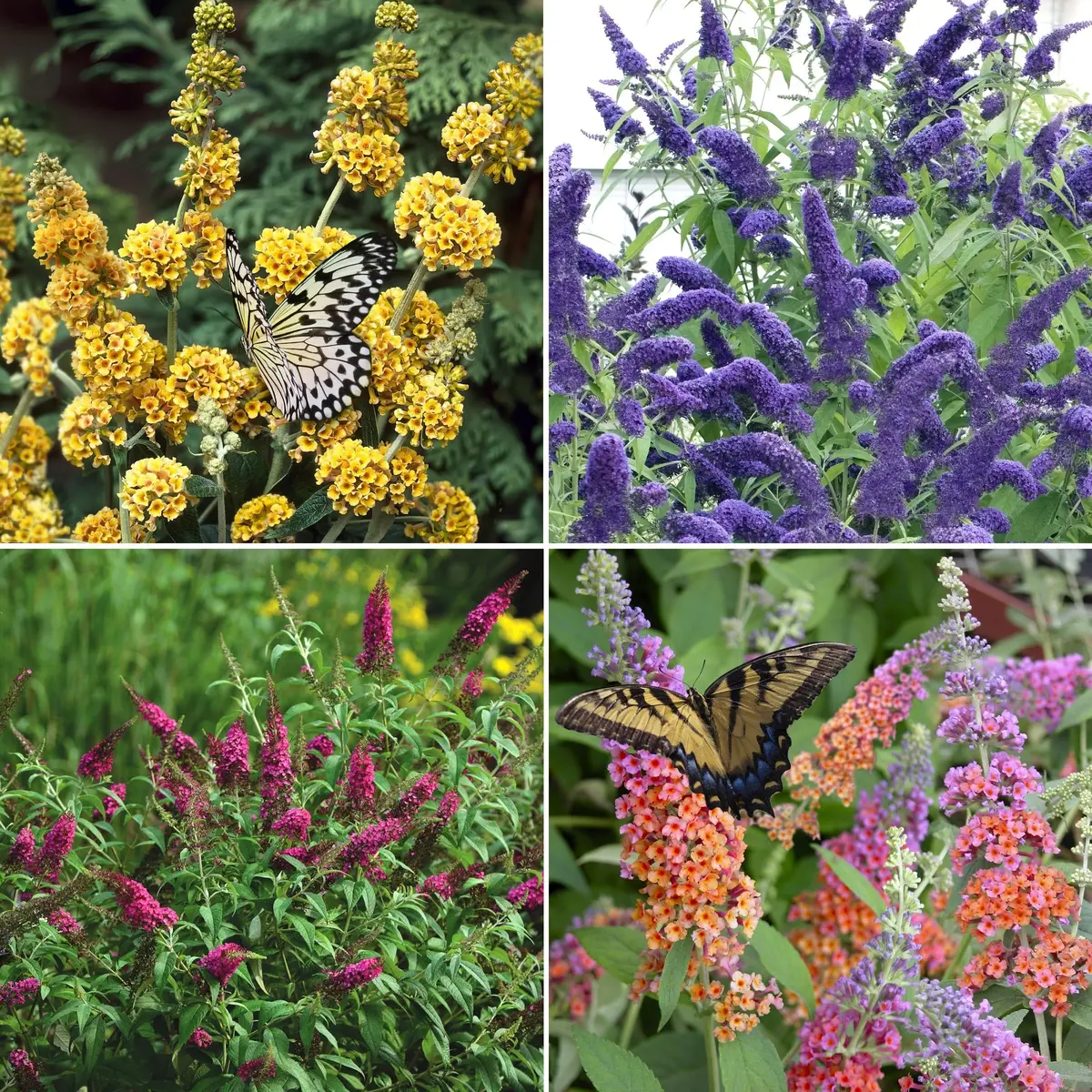 4-Piece Butterfly Bush Collection 1