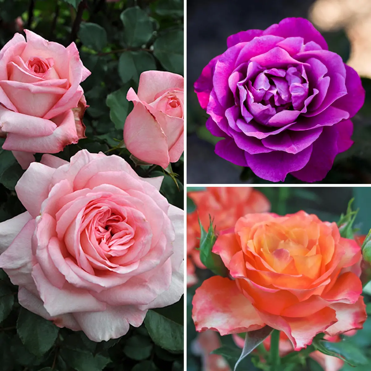 3-Piece Easy-To-Grow Fragrance Roses 1