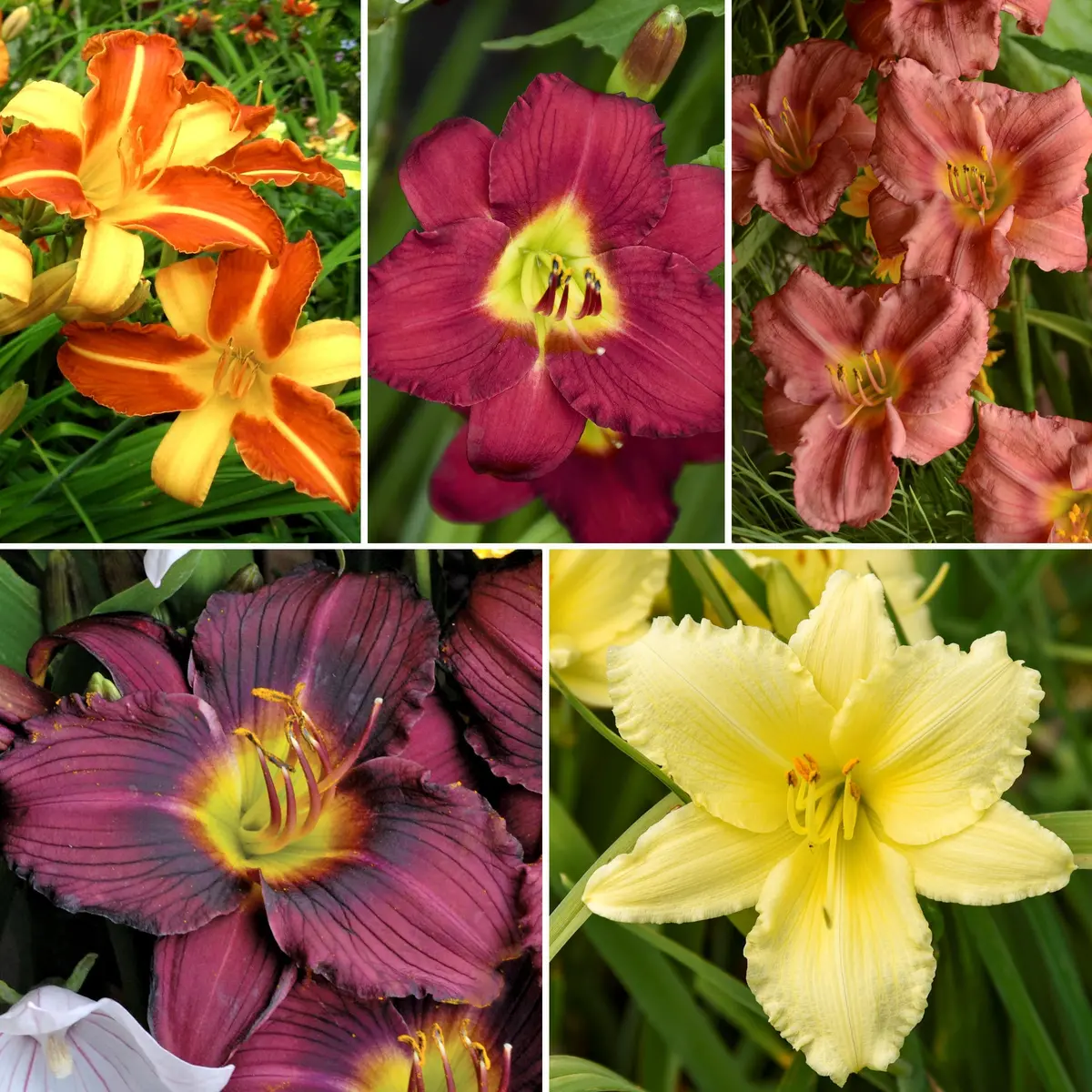 5-Piece Rainbow Daylily Collection 1