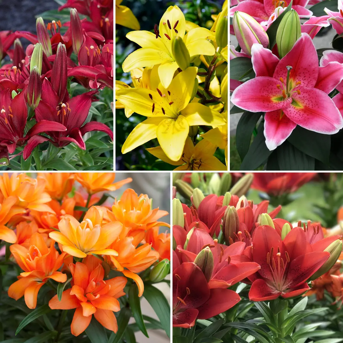 18-Piece 70 Days Of Color Lilies 1