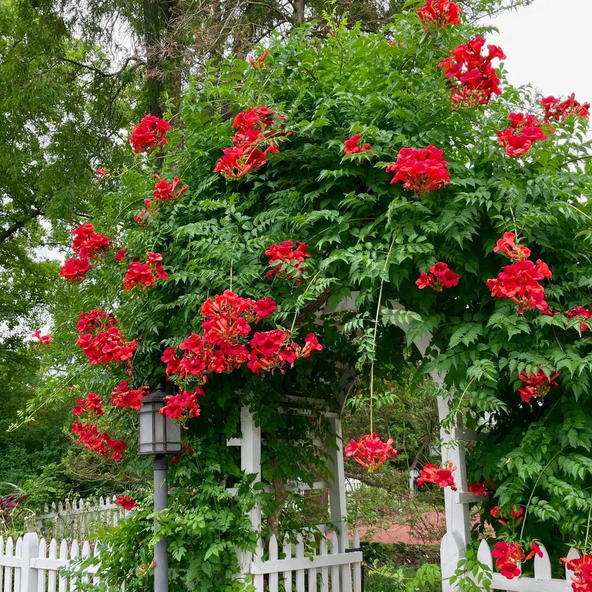 3-Piece Hot Lips Trumpet Vine 1