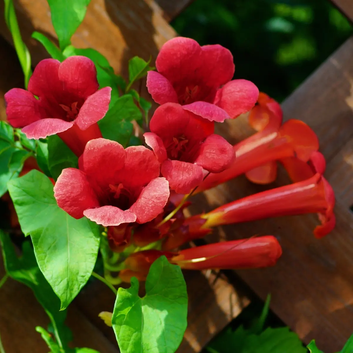 3-Piece Hot Lips Trumpet Vine 2