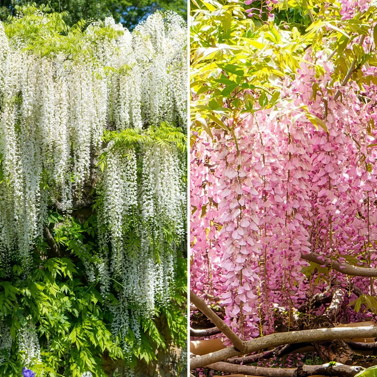 2-Piece Pink And White Wisteria Duo 1