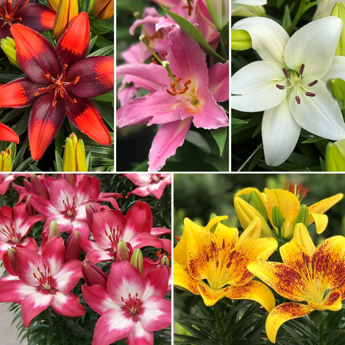 10-Piece Sunset Palette Lily Collection 1