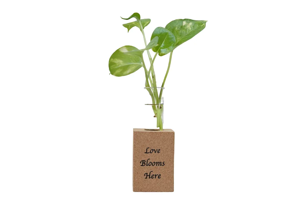 Fridge Magnet Planter Love Blooms Here With Test Tube 1
