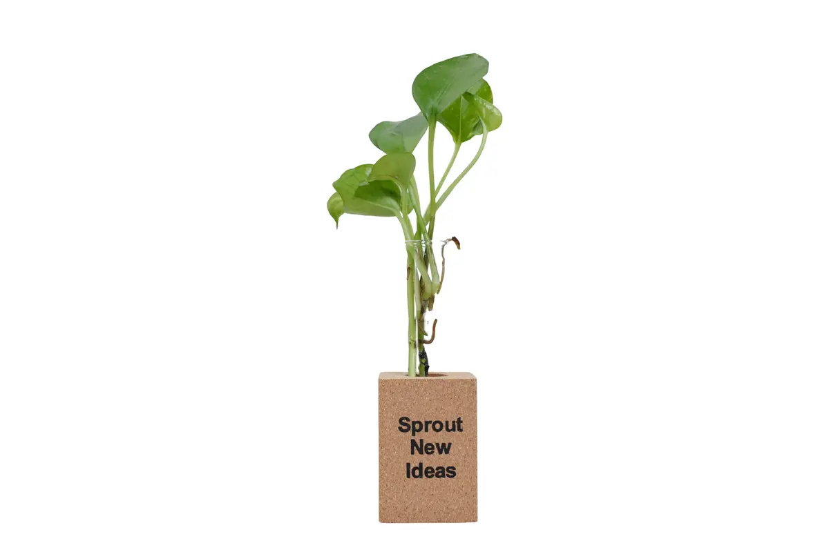 Fridge Magnet Planter Sprout New Ideas With Test Tube 1